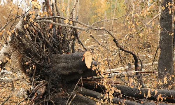 Wysokiej jakości instalacja hydrantowa