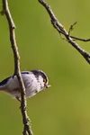płaszcz damski długi