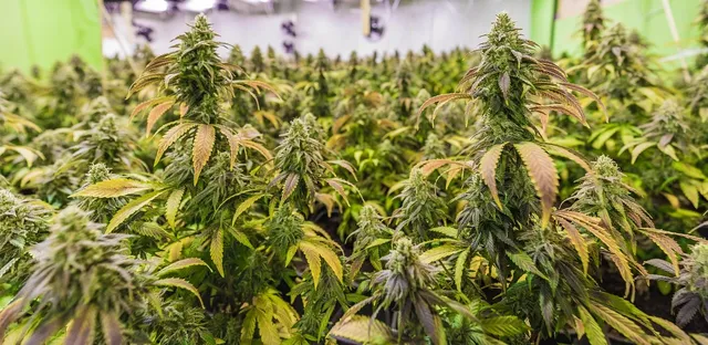 susz konopny cbd 1g dla początkujących