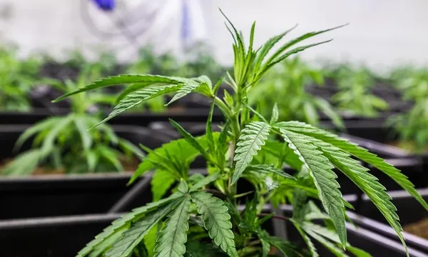 Prozdrowotne olejki CBD