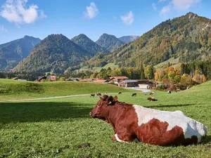 drzwi inwentarskie